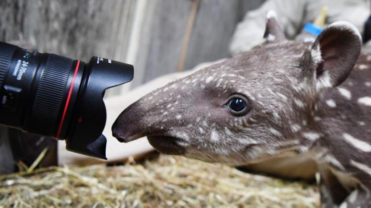 Dieses Tapir-Baby schnuppert bei einem Pressetermin im Zoo Magdeburg an der Kamera eines Fotografen.