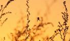 Die Silhouette einer Kreuzspinne hebt sich auf dieser weißrussischen Wiese vom goldenen Morgenlicht ab. Foto: Tatyana Zenkovich Foto: dpa