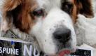 Maia, eine Bernhardinerhündin, lehnt sich während einer Demonstration von Tierschützern an ein Poster mit der Aufschrift: Say no to euthanasia. Das Parlament Rumäniens verabschiedete ein Gesetz, wonach es in Zukunft erlaubt sein soll, streunende Hunde zu töten. Hunderte Tierschützer versammelten sich daraufhin und demonstrierten gegen das Gesetz. Ihrer Meinung nach wäre eine Sterilisation der streunenden Tiere deutlich kostengünstiger und moralischer. Foto: dapd