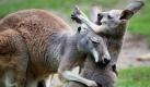 Ein Riesenkängurubaby schmust im Freigehege des Zoos in Berlin mit ihrer Mutter Perthy. Mitte Juli 2010 steckte das Jungtier erstmals seinen Kopf aus dem Beutel seiner Mutter. Ein genauer Geburtstermin lässt sich so nicht ermitteln. Erst wenn die Zoologen das Geschlecht bestimmt haben, bekommt das Beuteltier auch einen Namen. Foto: ddp