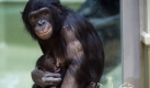 Zwergschimpansenweibchen Opala hält im Zoo Berlin das neugeborene Likemba im Arm. Das Zwergschimpansenbaby kam am 26. Oktober gesund zur Welt. Foto: dpa