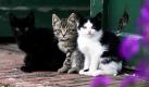 Über acht Millionen Katzen bevölkern die deutschen Haushalte. Trotz dieser herausragenden Stellung ist die Erforschung der Samtpfoten ein Stiefkind der Wissenschaft. Nur wenige Wissenschaftler haben sich bisher an dieses Forschungsobjekt herangewagt, um mehr über die Tier-Mensch-Beziehung zu erfahren. Foto: ddp