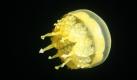 Ein stachellose Qualle schwimmt im philippinischen See Surigao. Diese Exemplare sind nur in wenigen Gegenden der Welt vertreten. Foto: ap