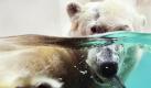 Kein Fisch mehr für die Eisbärdame Jerka aus dem Wuppertaler Zoo: Die Eisbärin ist tot. Die Todesursache des mehr als 20 Jahre alten Tieres sei noch unklar, sagte der stellvertretende Zoodirektor Arne Lawrenz. Foto: dpa
