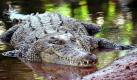 ... die Krokodile, die angeblich Anfang Juli 2010 in der Ruhr bei Bochum-Dahlhausen gesichtet wurden. Das könnte einerseits wahr sein, andererseits wäre es auch ein gutes Beispiel ... Foto: dpa