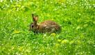 Ein Kaninchen sitzt auf einer grünen Wiese im Tiergarten in Berlin und nutzt dem Anschein nach die morgendliche Ruhe zu einem Frühstück. Laut Wettervorhersage bleibt es am Dienstag und am Mittwoch in der Hauptstadt trüb und regnerisch, ab Donnerstag soll jedoch die Sonne wieder scheinen mit Temperaturen bis 23 Grad.  Foto: dpa