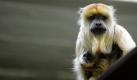 Im Zoo in Berlin sitzt das Brüllaffenweibchen Ipanema auf einer erhöhten Planke und trägt ihr Baby im Bauch. Die seltenen Schwarzen Brüllaffen sind ihren Heimatländern Argentinien, Bolivien, Brasilien und Paraguay vom Aussterben bedroht. Foto: dpa