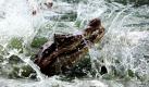 In Florida haben Polizisten einen ungewöhnlichen Verdächtigen in Handschellen genommen: einen 2,15 Meter langen Alligator. Foto: dpa