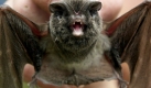 Die Mopsfledermaus ist nicht ganz so niedlich, wie sie klingt. Mit ihren kleinen Vampirzhnen schnappen die Tiere nach Nachtfaltern und Mcken und knnen einem so manchen Schrecken einjagen. Doch die Zeiten, als man die Waldfledermaus noch in den Abendstunden durch die Lfte segeln sah, sind vorbei. In Nordrhein-Westfalen, wo es frher groe Bestnde gab, konnten zuletzt nur noch zwei Populationen nachgewiesen werden. Foto: dpa