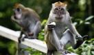 Affen sitzen am Straßenrand in Kuala Lumpur in Malaysia und essen Bananen. Die Bananen sind Spenden, die auf Märkten nicht verkauft wurden. Foto: ap