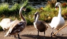 Familie Nettersheim füttert am Adenauer Weiher in Köln die Schwäne. Trotz fallender Temperaturen nutzten viele Spaziergänger das sonnige Herbstwetter zu einem Aufenthalt im Freien. Foto: ap