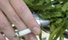 Cannabis als Medikament ist für viele Deutsche sinnvoll. (Bild: Soeren Stache/dpa) Foto: dpa