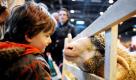 Ein Junge schaut einem Schaf bei der Agrarmesse in Paris direkt in die Augen. Foto: dpa