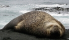 Ein See-Elefant liegt in Sandy Bay an der Ostküste der Macquarie im Südlichen Ozean. Foto: ap