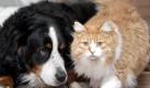 Hier scheint etwas schief gelaufen zu sein - oder wie kann es sein, dass sich Hund und Katz verstehen? Es kann sehr wohl sein, sagen Forscher. Aber nur, wenn beide Seiten gelernt haben, die sprachlichen Eigenheiten des anderen zu tolerieren. Das msste dann ja auch auf Menschen bertragbar sein. Aber irgendwie scheint das seit Jahrtausenden nicht klappen zu wollen. Foto: ddp