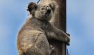 Frodo ist wieder frei: Der weibliche Koala wurde in der Nähe von Brisbane in die Wildnis entlassen. Das Tier musste zuvor über längere Zeit medizinisch behandelt werden, weil es im November vergangenen Jahres mit fünfzehn Einschüssen gefunden wurde, durch die Frodo einen Schädelbruch und innere Verletzungen erlitten hatte. Foto: dpa