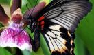 Chemnitz. Im Tropenhaus des Botanischen Gartens Chemnitz hat sich ein farbenprächtiger Schmetterling, aus der Familie der Edelfalter, auf einer Orchidee niedergelassen. Ab Samstag haben Besucher die Möglichkeit die exotischen Falter aus fünf Kontinenten aus nächster Nähe zu beobachten. Foto: dapd