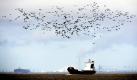 Ein großer Vogelschwarm überfliegt bei Glückstadt die Elbe. Die Tiere kehren langsam aus ihrem Winterlager zurück nach Deutschland.  Foto: dpa