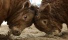 Bulls, Bul Sung Hee, left, and Tae San push their heads each other in a bullfighting festival in Cheongdo, southeast of Seoul, South Korea, Friday, April 15, 2011. More than 100 bulls are taking part in the five-day festival. (AP Photo/Ahn Young-joon) Foto: dapd
