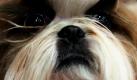 Harare, eine einjährigere Shi-tzu-Hündin, wird für einen Wettbewerb bei der Asian Dog Show in Bangkok fein gemacht. Hunderte von Konkurrenten hat Harare auf der viertägigen Show in Thailand, die am Sonntag endet. Foto: dapd
