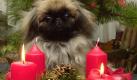 Einen tierischen zweiten Advent bei kalten und trüben Wetter feiert der kleine Pekinese Gil am Sonntag (09.12.2001) in Brasilien (Kreis Plön) an der Ostsee. Eine weite Reise hat der chinesische Palasthund zur Adventfeier in seine neue Heimat gemacht. Denn geboren worde er vor einen halben Jahr in Baden-Württemberg in den Weinbergen um Heilbronn. dpa/lnodp Foto: dpa