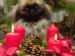 Pekinese (Foto)