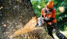 Mindestens ebenso streng sind die Arbeitsschutzmaßnahmen direkt an der Säge. Hier geht es gut behelmt und mit Profigerät einem etwas umfangreicheren Baum an die Standfestigkeit. Foto: PR