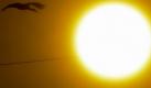 Ein Storch fliegt der Sonne entgegen. Foto: Patrick Seeger Foto: dpa