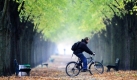 Ein Radfahrer quert in Hannover eine Allee. Das Oktoberwetter präsentiert sich in der zweiten Wochenhälfte wechselhaft. Dazu gibt es aber relativ milde Temperaturen, wie der Deutsche Wetterdienst in Offenbach mitteilte.
 Foto: ddp