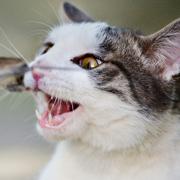 Nach Aussage des Nabu-Chefs reißen Katzen jährlich über 1.5 Millionen Wildtiere. Nach Aussage des Nabu-Chefs reißen Katzen jährlich über 1.5 Millionen Wildtiere.