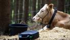 Lock-Kuh Waltraud liegt in einem Waldstück bei Zangberg. Mit ihrer Hilfe soll die vor zwei Monaten entlaufene Kuh Yvonne aufgespürt und wieder eingefangen werden. Mit Spannung verfolgen Tierschützer, ob Yvonne auf diesen Bauerntrick hereinfällt. Vielleicht wartet sie aber auch noch, bis die Tierschützer einen Lock-Bullen benutzen.

 Foto: dapd