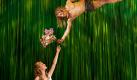 Phil Collins höchstpersönlich steuerte die Musik zu Tarzan bei - ein Musical, das die Geschichte von Tarzan erzählt, der auf der Suche nach sich selbst die Liebe seines Lebens findet. Tarzan basiert auf der gleichnamigen Disneyverfilmung und der Geschichte von Edgar Rice Burroughs. Im Mai 2006 wurde das Musical am Broadway uraufgeführt. Seit Oktober 2008 ist es auch in Deutschland zu sehen - im Theater Neue Flora in Hamburg. Hauptdarsteller des Tarzans ist zur Zeit Alexander Klaws, Gewinner der ersten DSDS-Staffel. Foto: Stage Entertainment