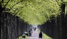 Unter hellgrünen Baumkronen einer Allee in Hannover lässt sich der Frühling wunderbar genießen.  Foto: ap