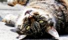 Millionen Deutsche lieben Katzen: Rund 8,2 Millionen Katzen leben nach Schätzungen des Tierschutzbunds bundesweit in privaten Haushalten. Die schnelle Vermehrung der Katzen bereitet Tierschützern mittlerweile große Sorge, sie sehen die Gesundheit der Tiere gefährdet. Foto: ap