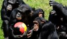 Schimpansen spielen im Serengeti-Park in Hodenhagen zur Freude der Zuschauer mit einem Fußball in Nationalfarben: Die Fußball-WM 2010 lässt grüßen.  Foto: dpa