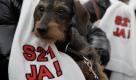 Ein kleiner Hund im Arm einer Befuerworterin des Bahnprojekts Stuttgart 21, die einen Schal mit der Aufschrift S21 - Ja! traegt, aufgenommen am Samstag (20.11.10) auf dem Schlossplatz in Stuttgart waehrend einer Rede des Vorstandsvorsitzenden der Deutschen Bahn AG, Ruediger Grube. Grube bekraeftigte den Willen der Bahn zum Bau des neuen Stuttgarter Hauptbahnhofs und der Neubaustrecke Wendlingen - Ulm. Foto: Michael Latz/dapd Foto: ap