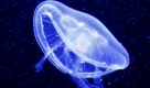 Zwei einheimische Ohrenquallen (Aurelia aurita) schwimmen im Landschaftsaquarium des Zoos in Berlin. Diese Quallenart ist in der Nord- und Ostsee zu Hause. Foto: ap