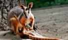 Ein Gelbfuß-Felsenkänguru erkundet in Berlin das Freigehege des Tierparks. Drei männliche Exemplare der seltenen Gelbfuß-Felsenkängurus sind zurzeit im Berliner Tierpark zu bewundern und sollen in Zukunft auch für Nachwuchs sorgen  allerdings fehlen bisher noch die Weibchen. Die Art gibt es derzeit bundesweit nur in Berlin, wie der Tierpark mitteilte. Foto: dpa