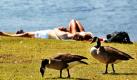 Ein Paar genießt am Masurensee an der Duisburger Sechs-Seen-Platte hinter grasenden Gänsen das Sommerwetter. Bei strahlend blauem Himmel klettern die Temperaturen endlich auf über 20 Grad.  Foto: dpa