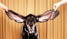 Hund «Harbor» hat den Titel für die längsten Ohren an einem lebenden Hund inne. Das Guinnessbuch der Rekorde hat ihm den Titel verliehen. «Harbors» linkes Ohr misst 31,12 Zentimeter, sein rechtes 34,29 Zentimeter. Als der acht Jahre alte Black and Tan Coonhound aus der Stadt Boulder noch ein Welpe war, sei er über seine Ohren gestolpert und die Treppe hinuntergerollt, sagte Hundehalterin Jennifer Wert.  Foto: dapd