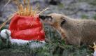 Ein Nasenbär untersucht in Hamburg im Tierpark Hagenbeck eine mit Leckereien gefüllte Nikolausmütze. Foto: Angelika Warmuth Foto: dpa