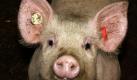 Ein Ferkel auf dem Haffwiesen-Hof in Leopoldshagen blickt neugierig in die Kamera. Mecklenburg-Vorpommerns Agrarminister Till Backhaus (SPD) hat die Bedeutung der Schweinemast für die Wirtschaft des Landes betont. In Mecklenburg-Vorpommern betrage der Besatz mit Schweinen pro Hektar nur etwa ein Drittel des Bundesdurchschnitts, sagte Backhaus anlässlich des Schweinetages der Landwirtschaftlichen Beratungsgesellschaft LMS in Güstrow. Foto: dapd