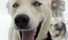Gene Simmons)P-16012317847
Ein Schlittenhund eines Gespanns, aufgenommen am Freitag (26.02.10) in Oberwiesenthal nach dem Zieleinlauf waehrend der Weltmeisterschaft im Schlittenhunde-Rennen. An den Wettkaempfen der Schlittenhunde-WM nehmen von Freitag bis Sonntag (28.02.10) 254 Starter aus 17 Laendern in neun Disziplinen mit 1500 Hunden teil. Foto: ddp
