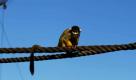 London. Bei einer Vorführung im Zoo von London beobachtet ein Affe Sonnenbrillen, die an einem Seil hängen. Die Sonnenbrillen wurden mit dem Geschmack von Bitter Lemon versetzt, damit die Affen vom Stehlen der Sonnebrillen abgehalten werden. Foto: dapd