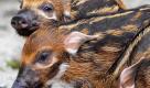 Die Pinselohrschwein-Frischlinge Kataro, Kianga und Kukua schnüffeln sich, immer auf der Suche nach Futter, durch ihr Gehege im Tierpark Hellabrunn in München. Wie der Klang ihrer Namen verrät leben die Artgenossen der Frischlinge ursprünglich in West- und Zentralafrika. Geboren wurden die kleinen Draufgänger von Mutter Escada am 4. August.  Foto: ddp