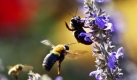 Im Rosengarten des Weißen Hauses in Washington sammeln Bienen Nektar. Foto: ap