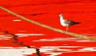 Eine Seemöwe steht auf einem Seil über dem Wasser in Athen  das Rot stammt von einer Reflexion eines roten Bootes.  Foto: ap