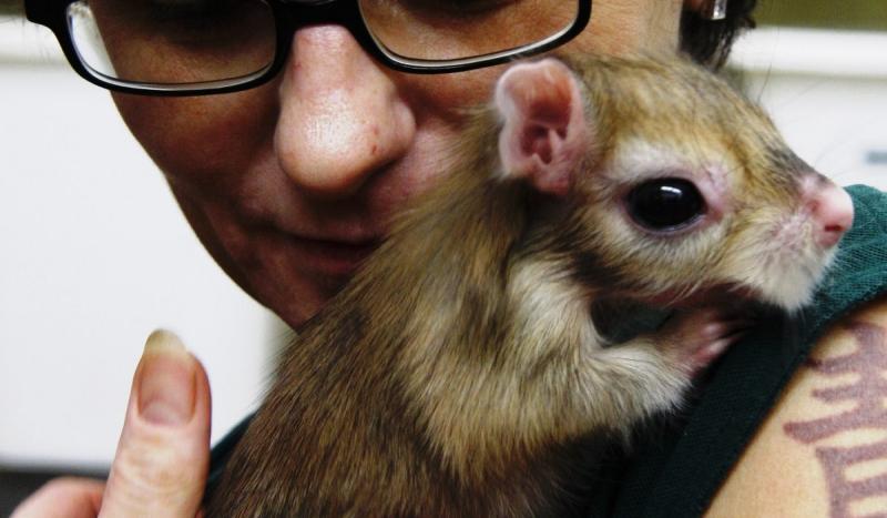 Tierpflegerin Marzanna Glogowska posiert im Zoologischen Garten in Berlin mit dem am 19. Januar geborenen Springhasenweibchen Mia. Das 260 g schwere Springhasenweibchen wird von der Tierpflegerin mit der Flasche aufgezogen, nachdem es vom Muttertier verstoßen wurde.  Foto: ddp