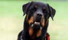 Nach der tödlichen Attacke eines Rottweilers auf einen Dreijährigen in Zörnigall in Sachsen-Anhalt haben die Behörden Kritik an ihrer Aufsichtspflicht zurückgewiesen. Sowohl die Familienhilfe für die junge Mutter als auch der Tierschutz seien nach Hinweisen aus der Bevölkerung aktiv geworden, sagte ein Sprecher des Landkreises Wittenberg. Foto: dpa