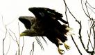 Die Seeadler sind die Könige der Lüfte. Und sie sind die größten Greifvögel Mitteleuropas. Im Nationalpark Unteres Odertal nahe dem brandenburgischen Criewen sind die Vögel heimisch. Das Untere Odertal ist eine der letzten großen, unverbauten und unzerschnittenen Naturlandschaften Deutschlands und der einzige deutsche Auennationalpark.  Foto: dpa